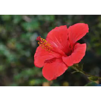 Natural Tropical Flower